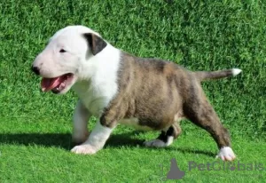 Photo №1. bull terrier - for sale in the city of Berlin | Is free | Announcement № 95058