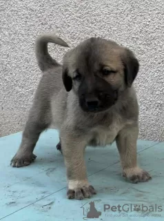 Additional photos: Turkish Kangal puppies