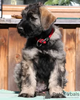 Photo №2 to announcement № 123181 for the sale of giant schnauzer - buy in Poland breeder