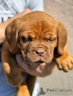 Additional photos: Dog de Bordeaux puppies