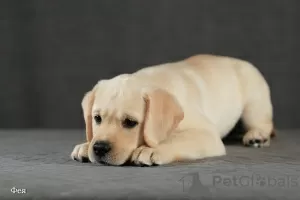 Additional photos: Fawn Labrador puppies