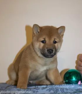 Photo №3. Shiba Inu puppies. Russian Federation