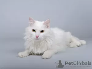 Photo №2 to announcement № 69496 for the sale of turkish angora - buy in Russian Federation private announcement