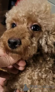 Additional photos: Toy poodle