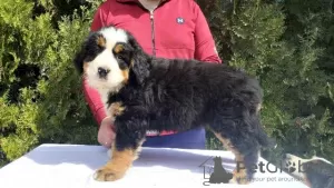 Photo №3. Bernese Mountain Dog puppies. Serbia