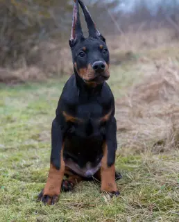 Photo №3. Doberman puppies. Belarus