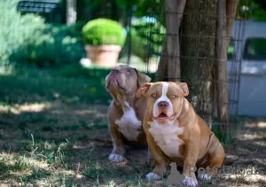 Additional photos: American Bully puppies for sale