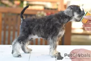 Additional photos: Miniature Schnauzer pepper and salt