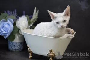 Photo №4. I will sell devon rex in the city of Буффало Гров. breeder - price - negotiated