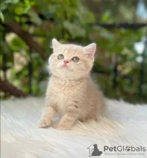 Additional photos: Golden British Shorthair Longhair Girls Boys