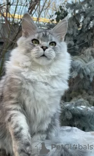 Photo №2 to announcement № 36951 for the sale of maine coon - buy in Russian Federation from nursery