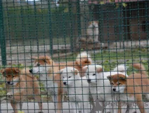 Additional photos: Shiba Inu puppies