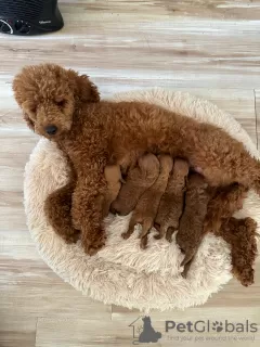 Additional photos: Red Toy Poodle puppies for sale