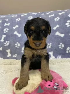 Photo №3. Airedale Terrier ZkwP/FCI puppy - female and male. Poland