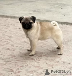 Photo №1. pug - for sale in the city of Jagodina | negotiated | Announcement № 70656