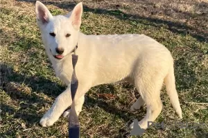 Additional photos: White German Shepherd puppies