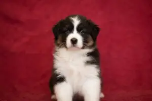 Additional photos: Australian Shepherd. Puppies