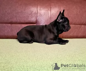 Additional photos: French bulldog puppies for sale