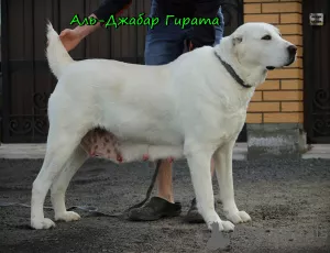 Additional photos: Central Asian Shepherd Puppy