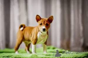 Photo №3. Basenji puppies available. Poland