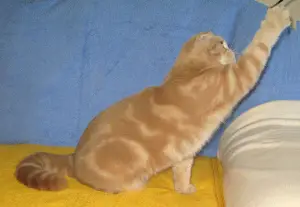 Additional photos: Scottish Cream Fold baby