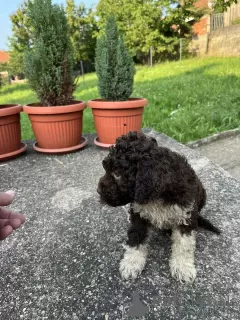 Additional photos: Lagotto Romagnolo puppies