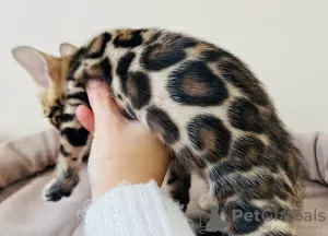 Photo №4. I will sell bengal cat in the city of Москва. from nursery, breeder - price - 781$