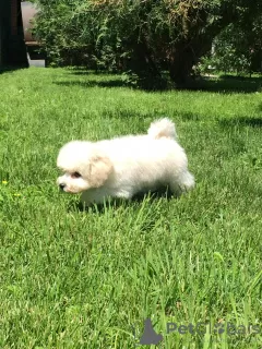 Additional photos: Puppies for sale Bishpu, Bichon Frize, Poodle