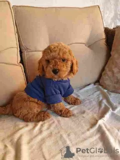 Photo №2 to announcement № 127926 for the sale of poodle (toy) - buy in Serbia breeder