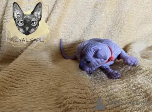 Photo №4. I will sell sphynx-katze in the city of Częstochowa. breeder - price - 1585$