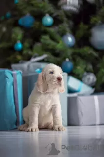 Photo №3. Spinone Italiano puppy. Russian Federation