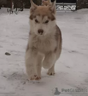 Photo №3. Husky puppies KSU full vacuum. Ukraine