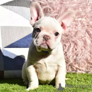 Photo №3. French bulldog purebred dogs -. Germany