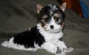 Photo №1. yorkshire terrier - for sale in the city of Vrådal | negotiated | Announcement № 93378