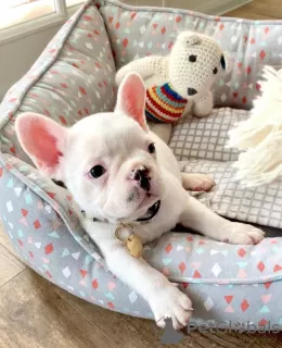 Additional photos: french bulldog