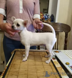 Additional photos: beautiful cute white chihuahua gsh