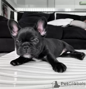 Photo №3. Female French Bulldog Puppy for sale. United States