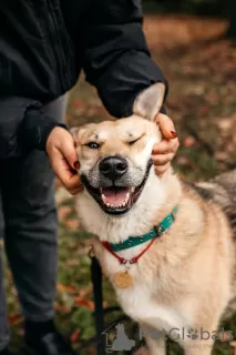 Photo №3. Affectionate and sociable Oda is looking for a home!. Russian Federation