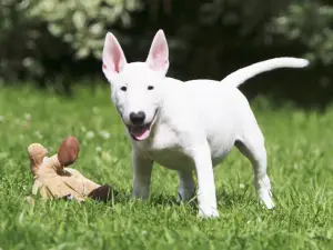 Additional photos: We had great puppies of the Miniature Bull Terrier.