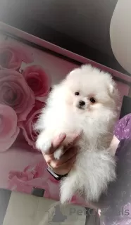 Photo №2 to announcement № 120747 for the sale of pomeranian - buy in Belarus breeder