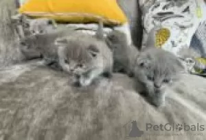 Photo №2 to announcement № 128439 for the sale of scottish fold - buy in Finland private announcement