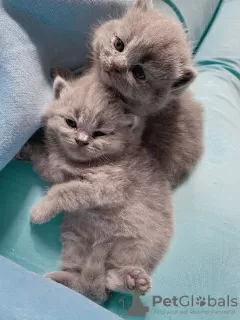 Additional photos: Beautiful British Shorthair Blue Babies