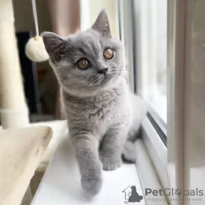 Photo №3. Outstanding British Shorthair Kittens Available. United States