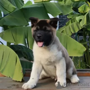 Photo №2 to announcement № 83095 for the sale of akita - buy in Germany breeder