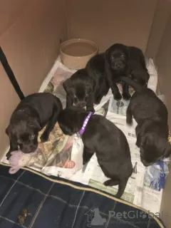 Additional photos: Chucky chocolate Labrador puppies