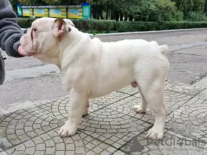 Additional photos: English bulldog