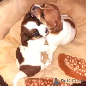 Additional photos: Jack Russell red and white boy and tricolor girl