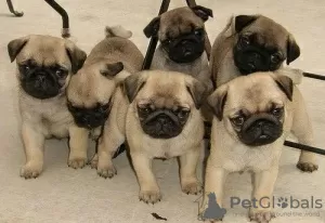 Photo №1. pug - for sale in the city of Essen | 188$ | Announcement № 129934