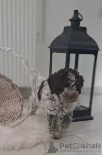 Additional photos: Lagotto Romagnolo puppies