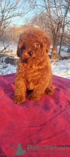 Photo №2 to announcement № 128826 for the sale of poodle (toy) - buy in Ukraine private announcement, from nursery, breeder